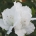 Azalea Alaska