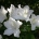 Azalea Alba Magnifica