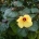 Hibiscus Tileaceus Rubra